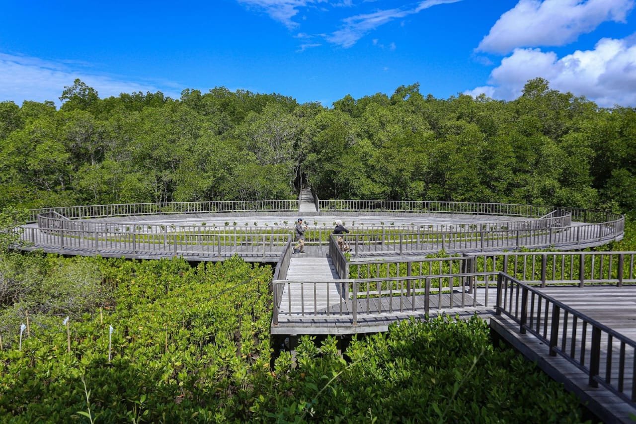 Bali's Mangrove Forests: A Natural Wonderland 