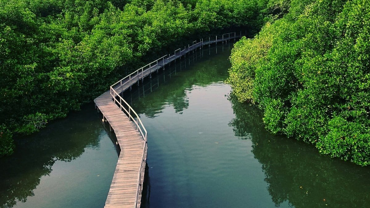 Bali's Mangrove Forests: A Natural Wonderland 