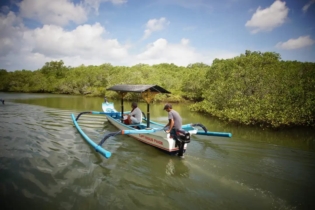 Bali's Mangrove Forests: A Natural Wonderland 