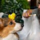 Deciphering Honey's Role in Dog Nutrition