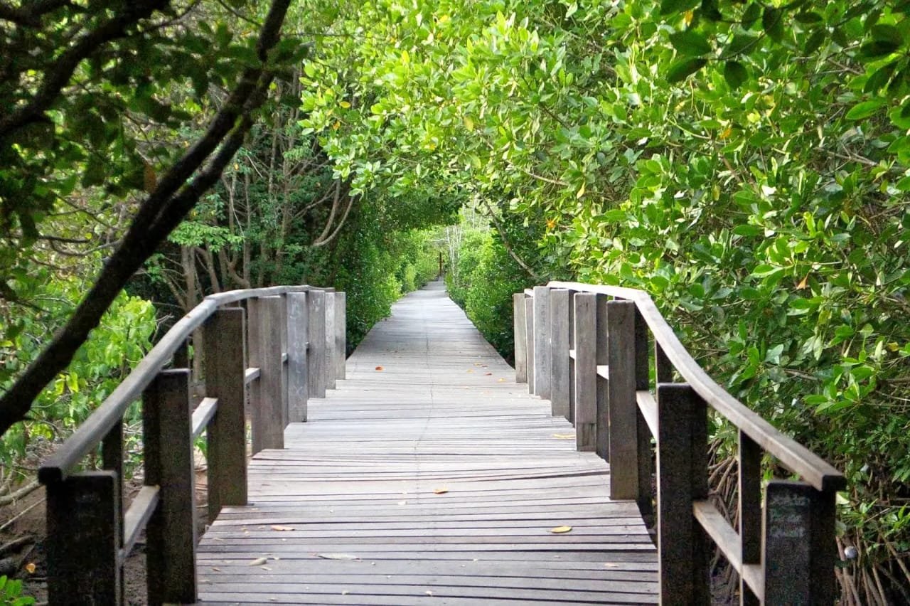 Bali's Mangrove Forests: A Natural Wonderland