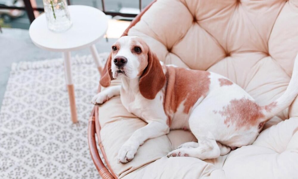 10 Essential Tips for Selecting the Best Luxury Dog Bed - News Cooper