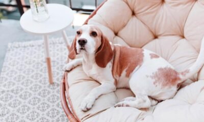 10 Essential Tips for Selecting the Best Luxury Dog Bed