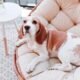 10 Essential Tips for Selecting the Best Luxury Dog Bed