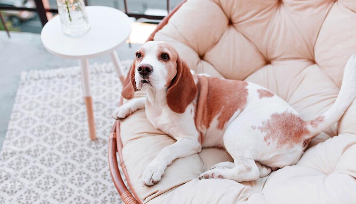 10 Essential Tips for Selecting the Best Luxury Dog Bed