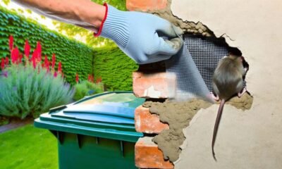 Expert Rat Control Services in Romford