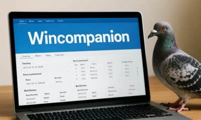 New to Pigeon Racing? Wincompanion Is the Tool You Need to Know