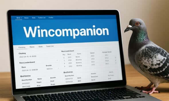 New to Pigeon Racing? Wincompanion Is the Tool You Need to Know