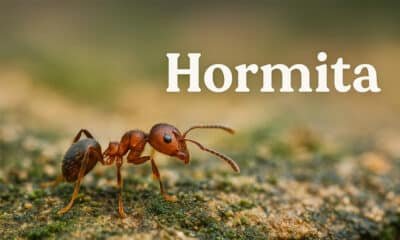 What Is Hormita? The Tiny Word with a Big Story