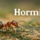 What Is Hormita? The Tiny Word with a Big Story