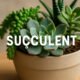What Is a Suçculent? The Stylish Plant Trend You Need to Know