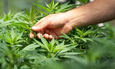 Understanding Cannabis Measurements: From Grams to Ounces