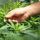 Understanding Cannabis Measurements: From Grams to Ounces