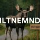 Viltnemnda: Everything You Didn’t Know About Norway’s Wildlife Committees