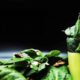 Pravi Celer: The Simple Veggie with Surprising Power