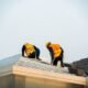 Trustworthy Roofing Contractor in Plano