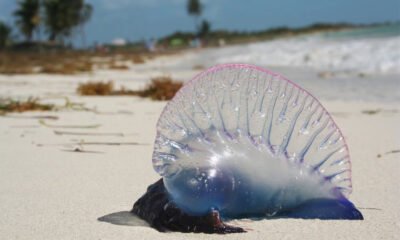 Jellyfish Warning Flags Tenerife Beach: What Tourists Must Know
