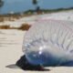 Jellyfish Warning Flags Tenerife Beach: What Tourists Must Know