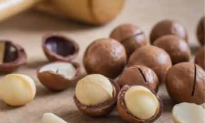Wholesale Macadamia Nuts