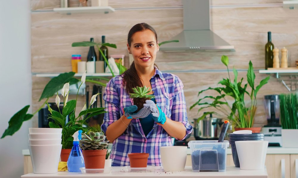 Discover the Best Indoor Pots Online for Stylish and Durable Home Gardening