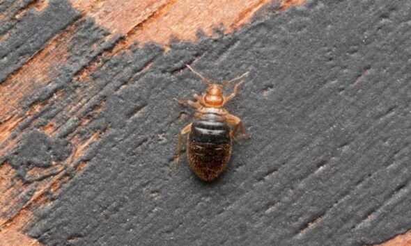 The Truth About Bed Bug Cures
