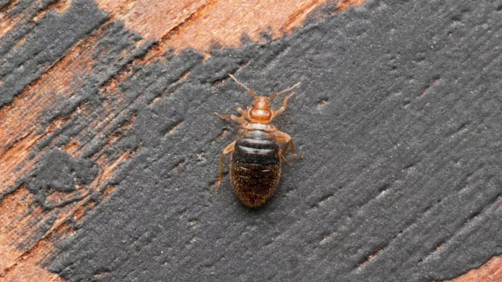 The Truth About Bed Bug Cures