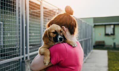 buying a dog in Belfast