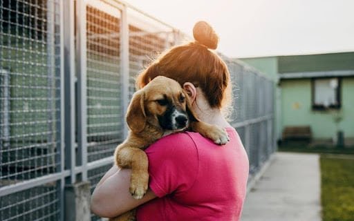 buying a dog in Belfast
